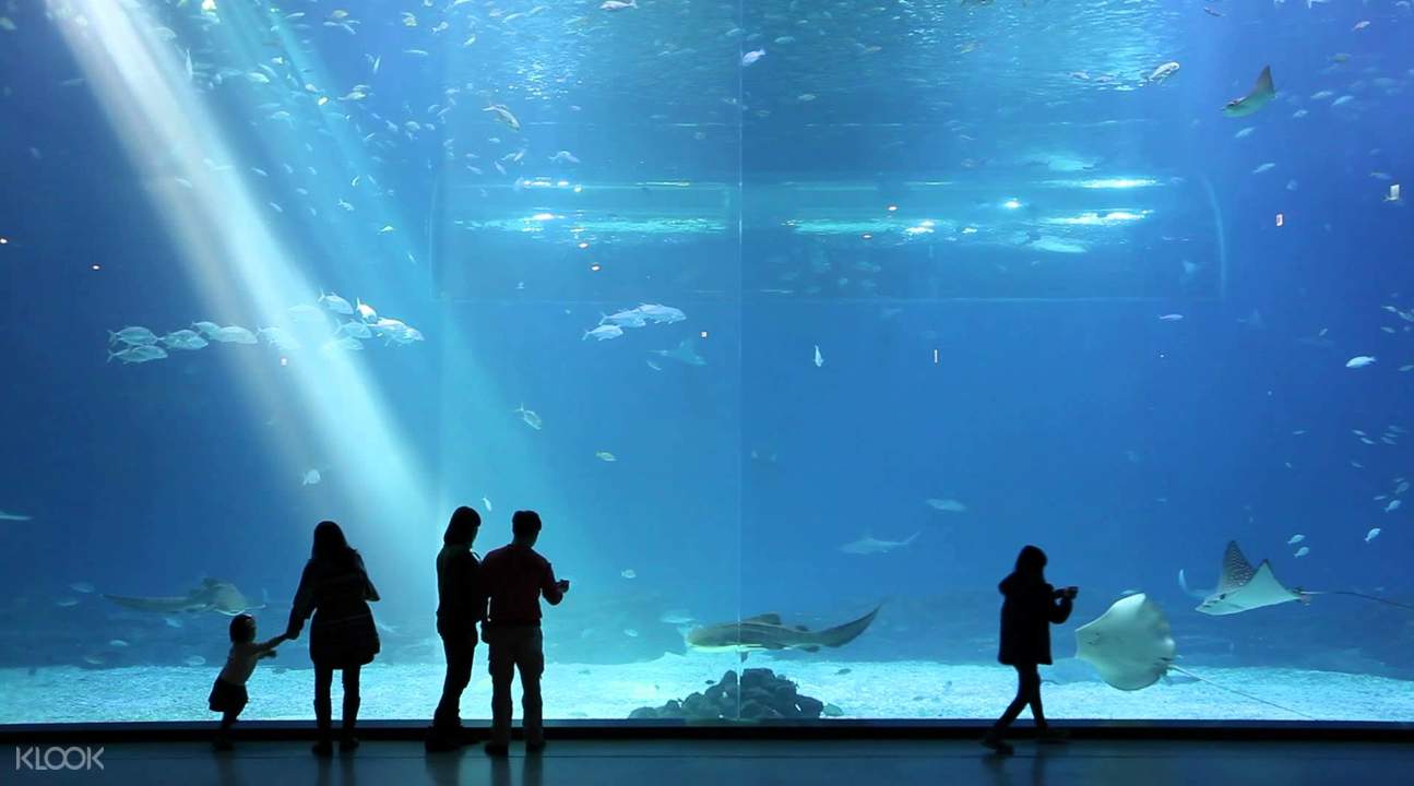 濟州島Aqua Planet水族館