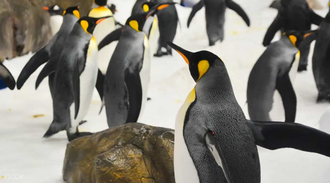 名古屋港水族館 チケットの予約 Klook クルック