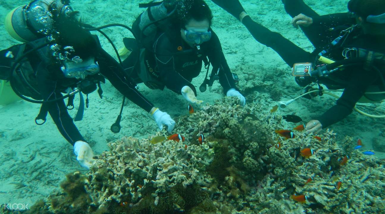 沖繩 青洞潜水餵食魚群