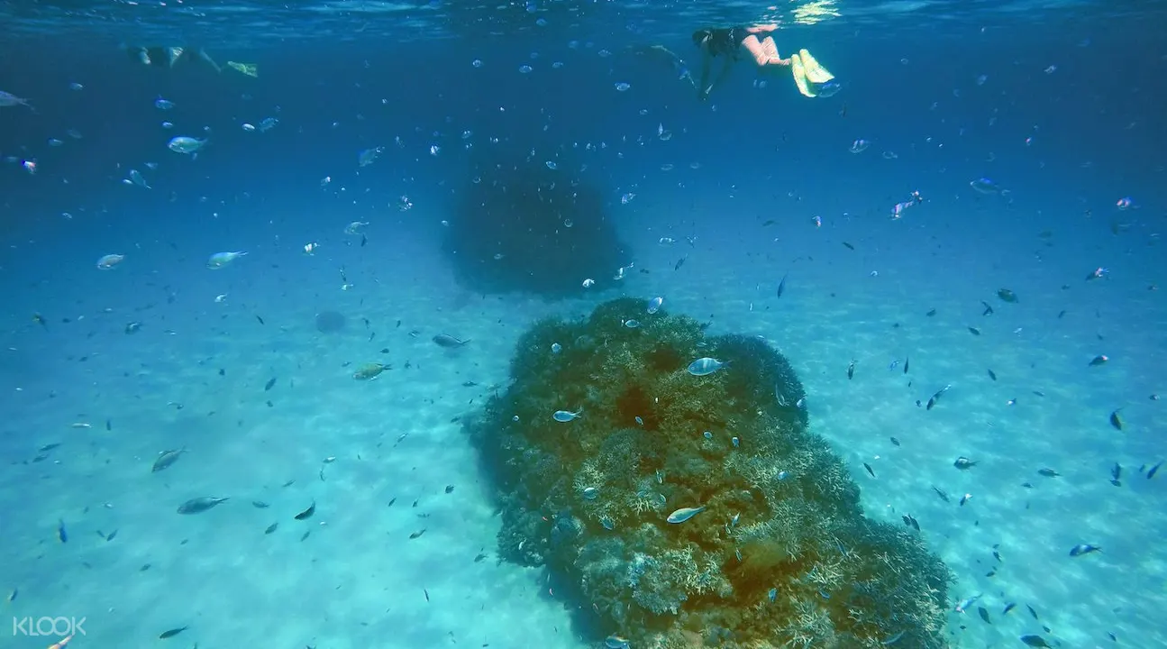 慶良間 渡嘉敷島 海水浴 シュノーケリング 日帰りツアーの予約 阿波連 とかしくビーチ Klook クルック 慶良間 渡嘉敷島 海水浴 シュノーケリング 日帰りツアーの予約 阿波連 とかしくビーチ Klook クルック