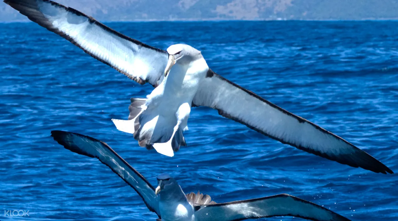 遠洋海鳥