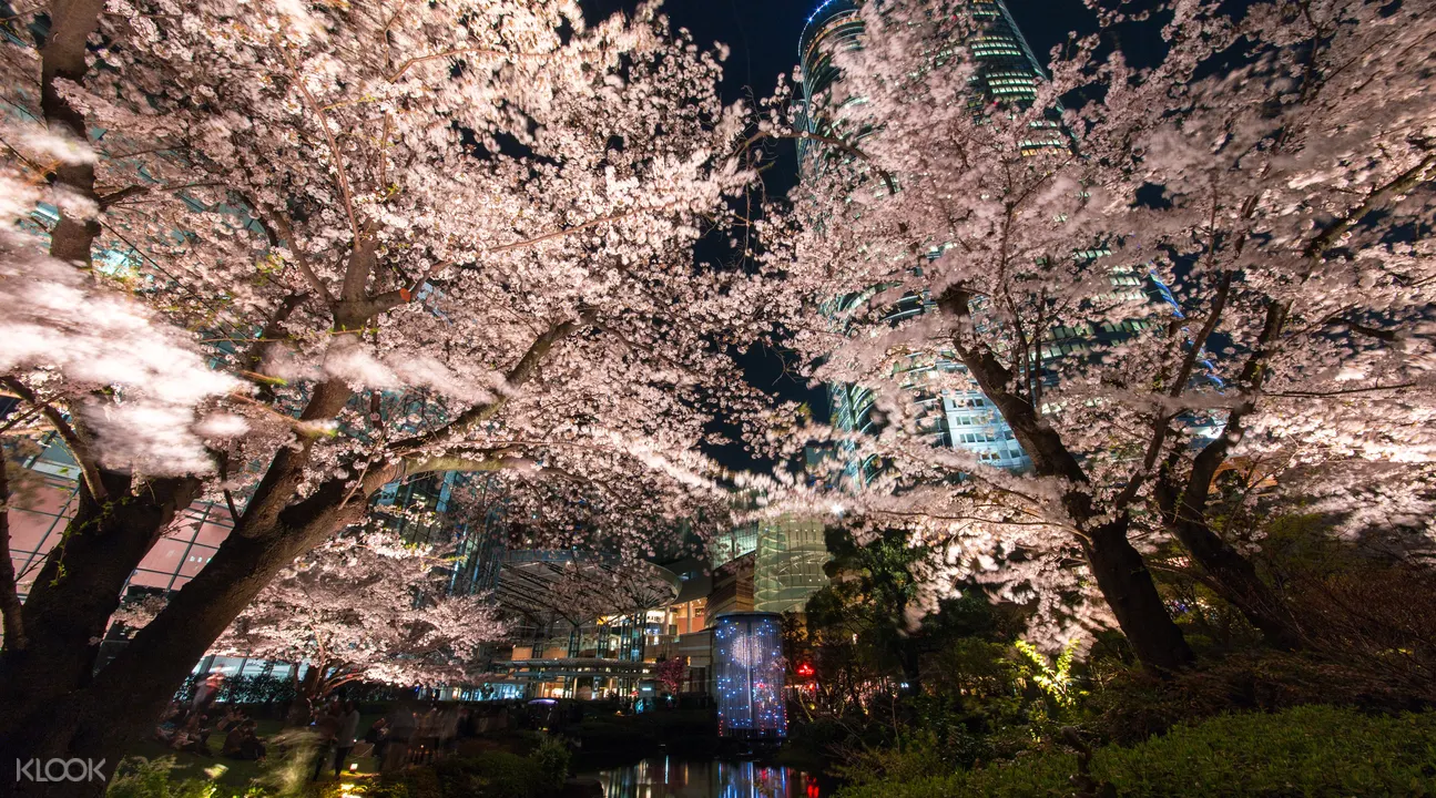 Cherry Blossom Tour River Cruise In Tokyo Japan Klook Uk Cherry Blossom Tour River Cruise In Tokyo Japan Klook Uk