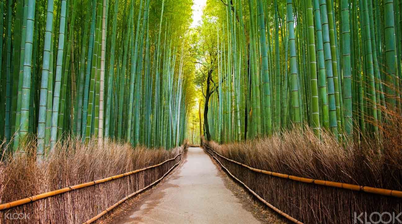 嵯峨野竹林