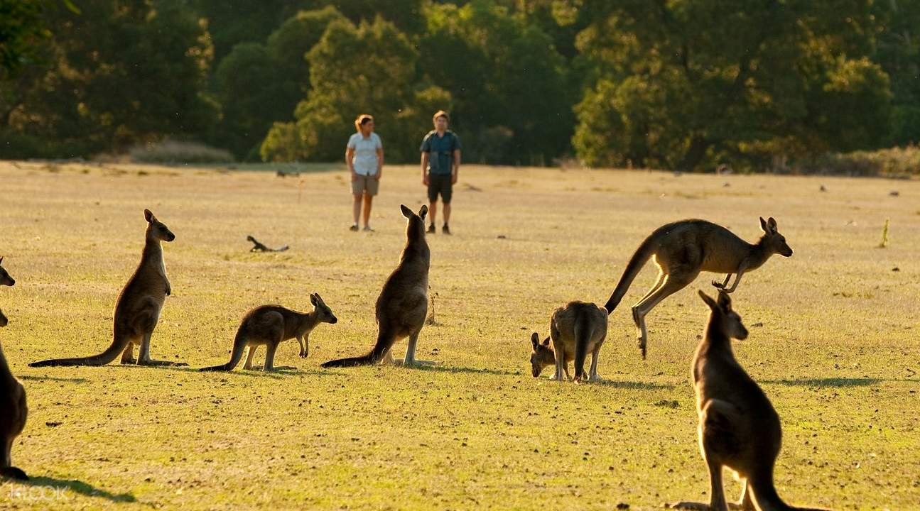 Kangaroos