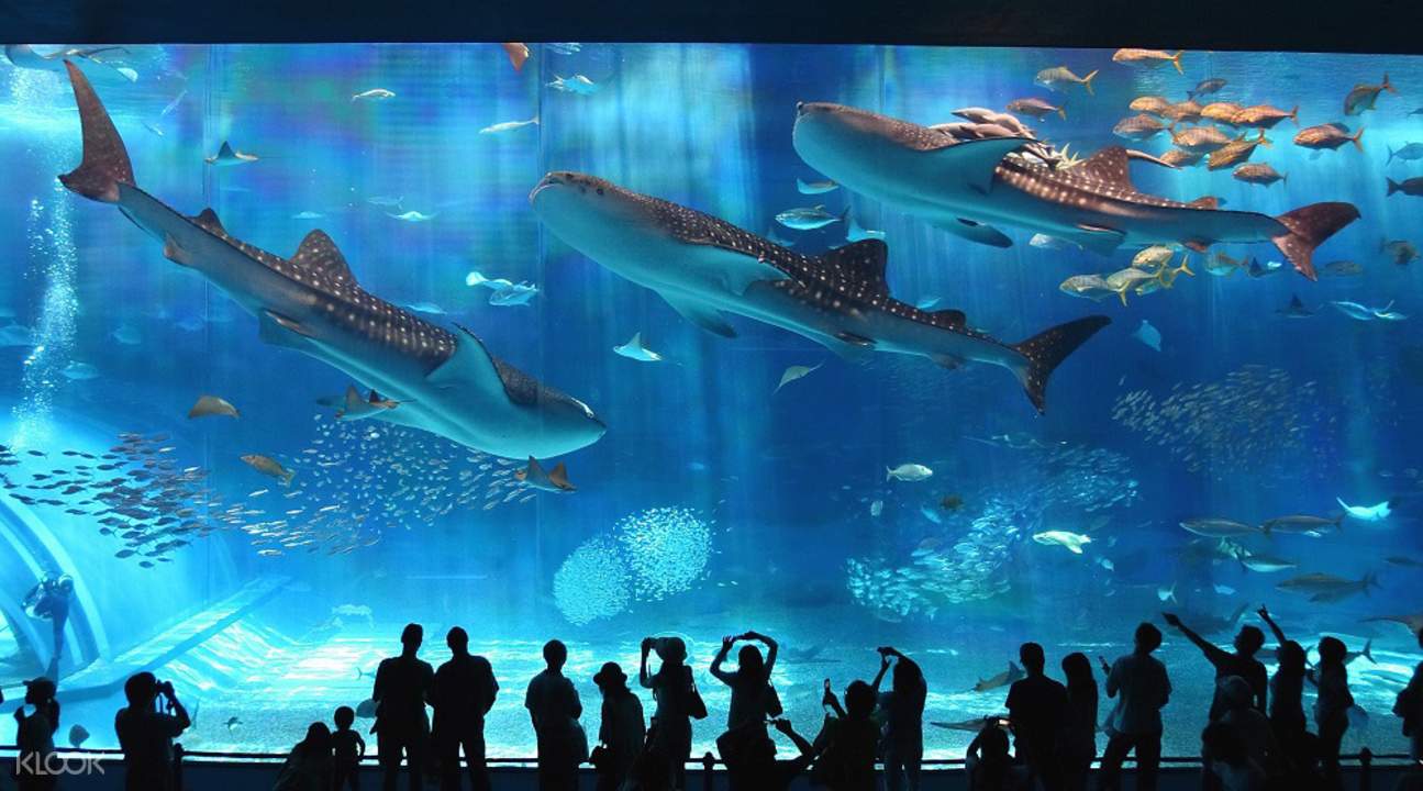沖繩美麗海水族館