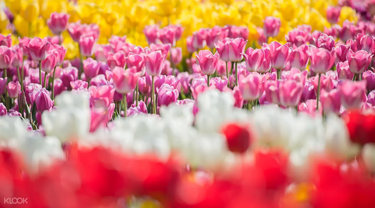 泰安鬱金香節