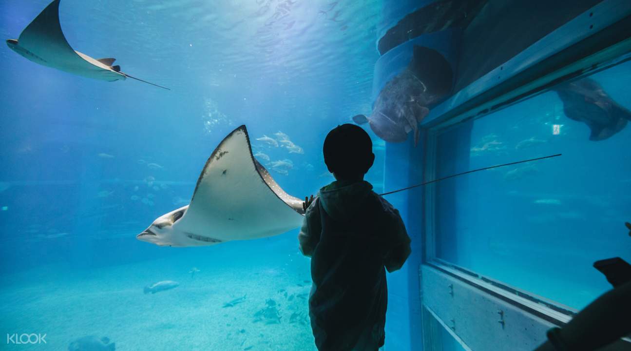 giant manta ray aquarium