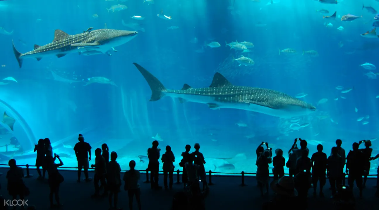 沖縄美ら海水族館 割引チケットの予約 Klook クルック
