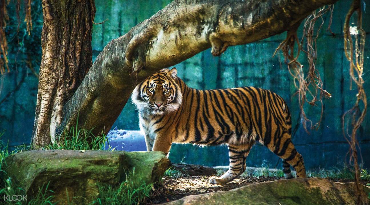 動物園門票