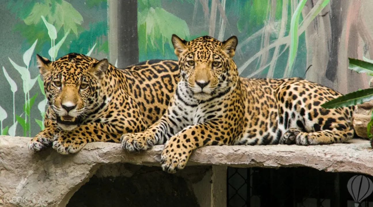 カオキアオ動物園 チケットの予約 Klook クルック Klook クルック
