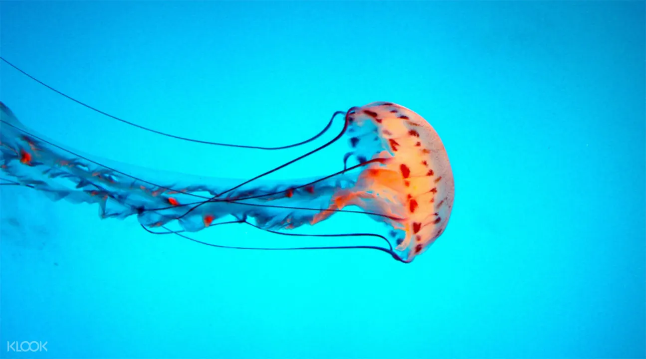 太平洋水族館門票