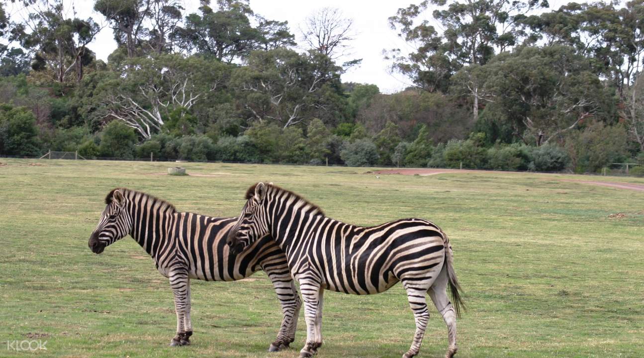 華勒比野生動物園,澳洲華勒比野生動物園兩日遊,墨爾本華勒比野生動物園門票