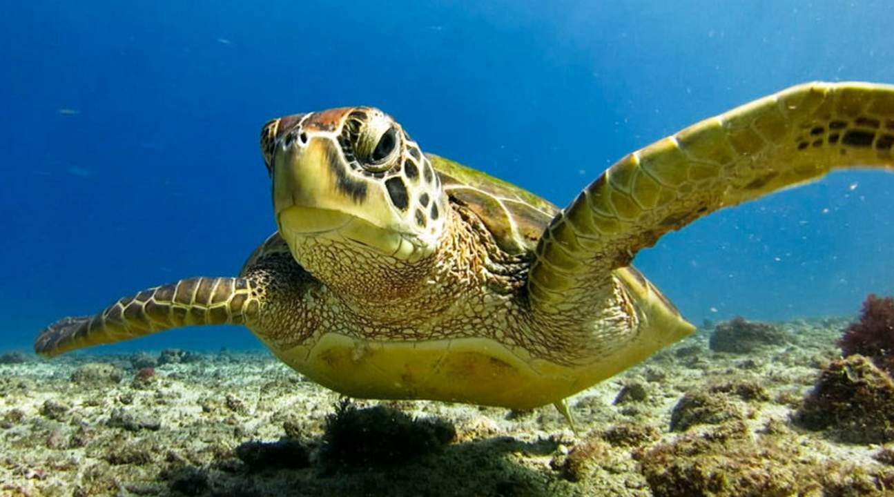 海龜共泳體驗潜水