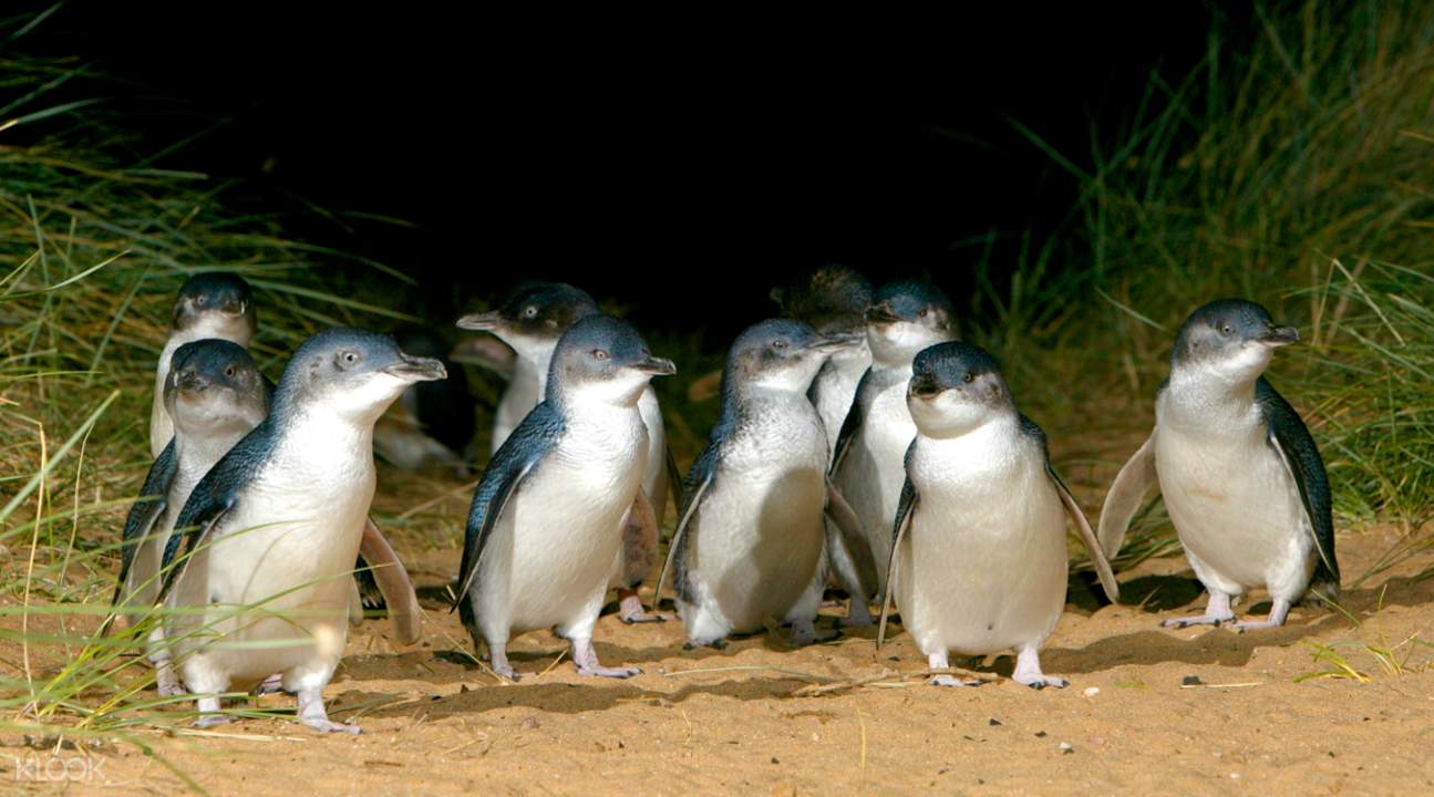 菲利浦島企鵝歸巢