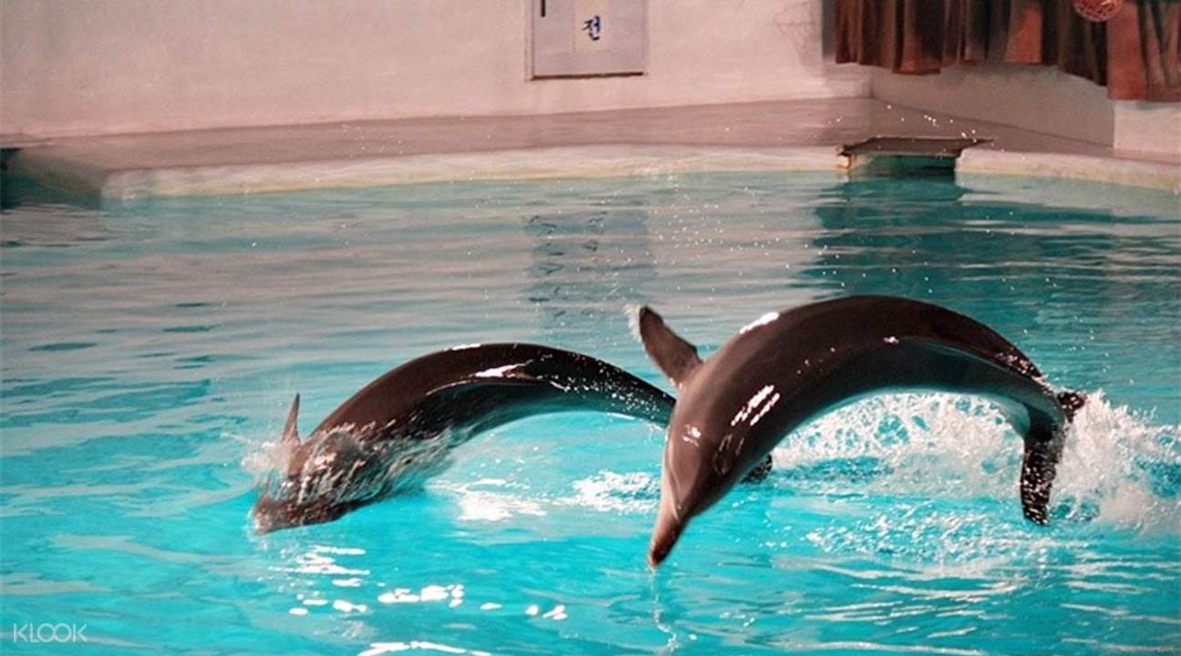 濟州島太平洋樂園動物表演