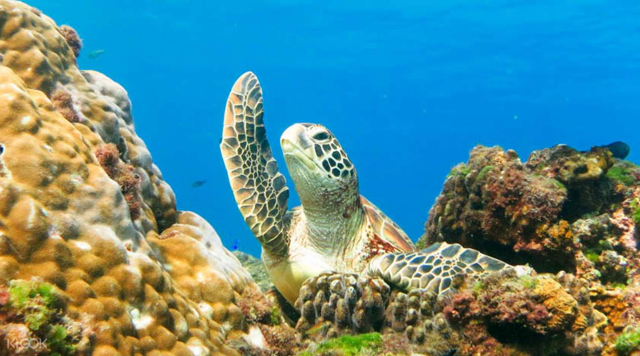 海龜共泳體驗潜水