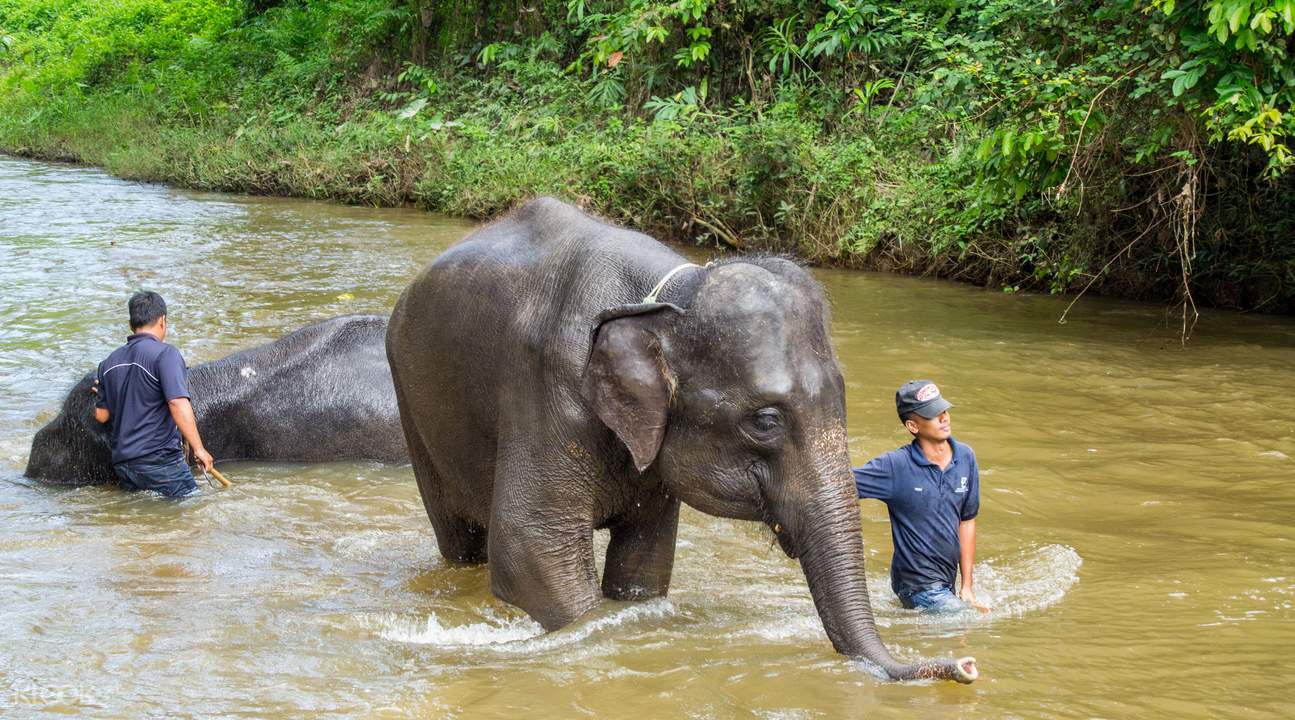 Kuala Gandah Elephant Sanctuary Deerland Park Dan Aboriginal Settlement Tour Dari Kuala Lumpur