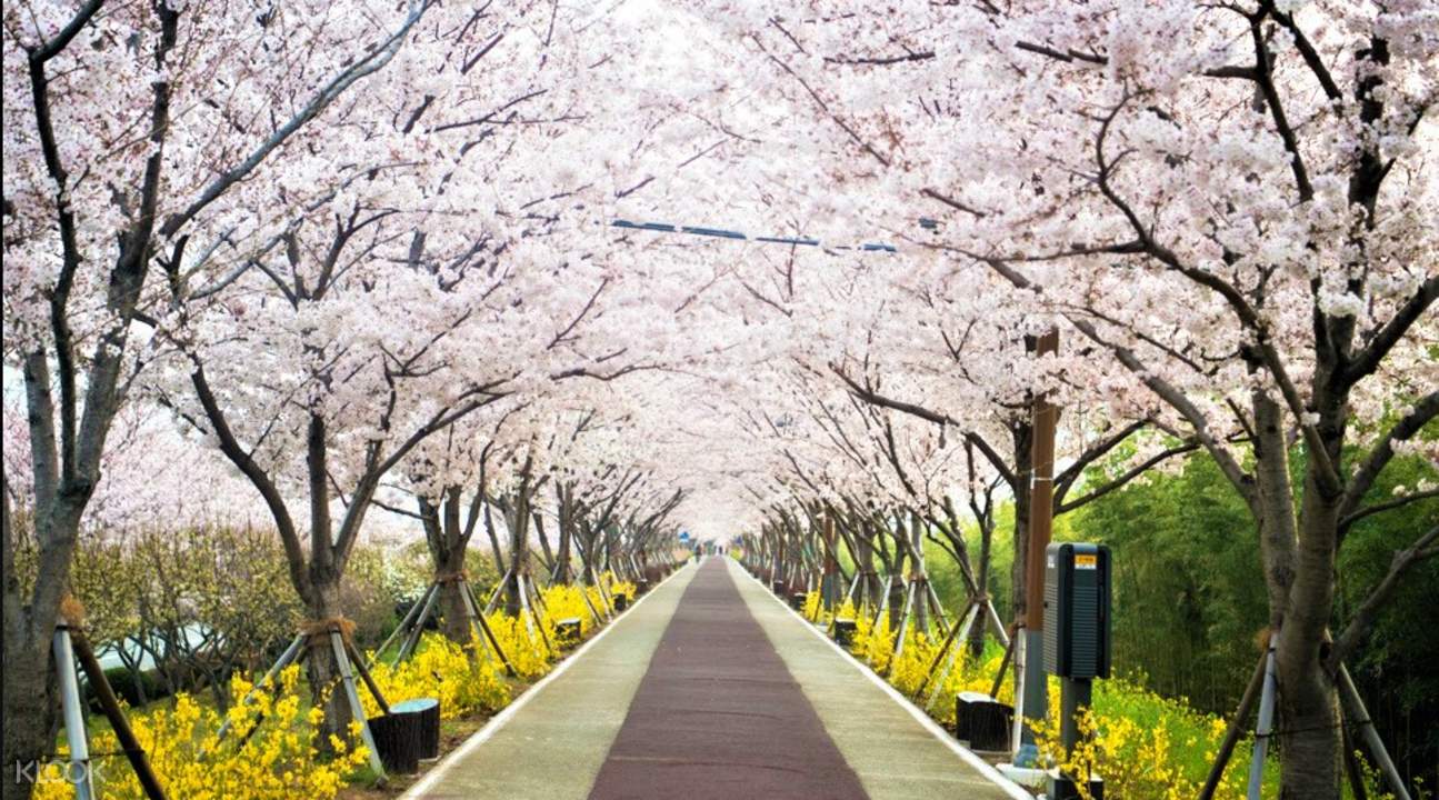 Daejeo Ecological Park and Jinhae Cherry Blossom Festival Day Trip from