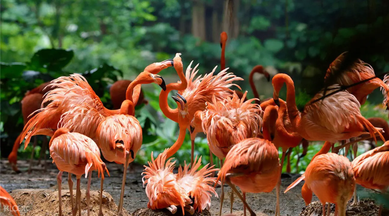 廣州長隆野生動物世界門票(中國籍遊客限定)