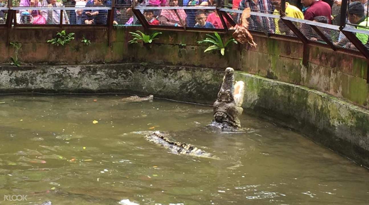 Melaka Crocodile And Recreation Park Ticket Klook Us