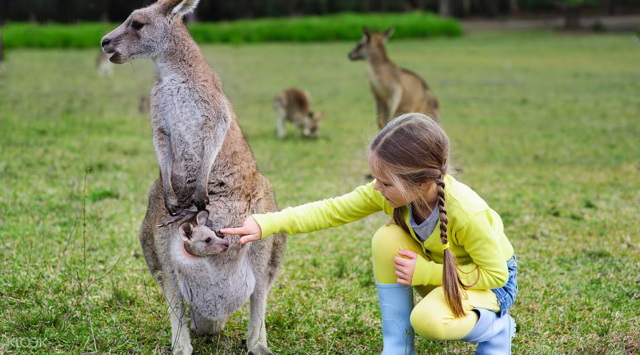 4D3N Brisbane and Australia Zoo Tour