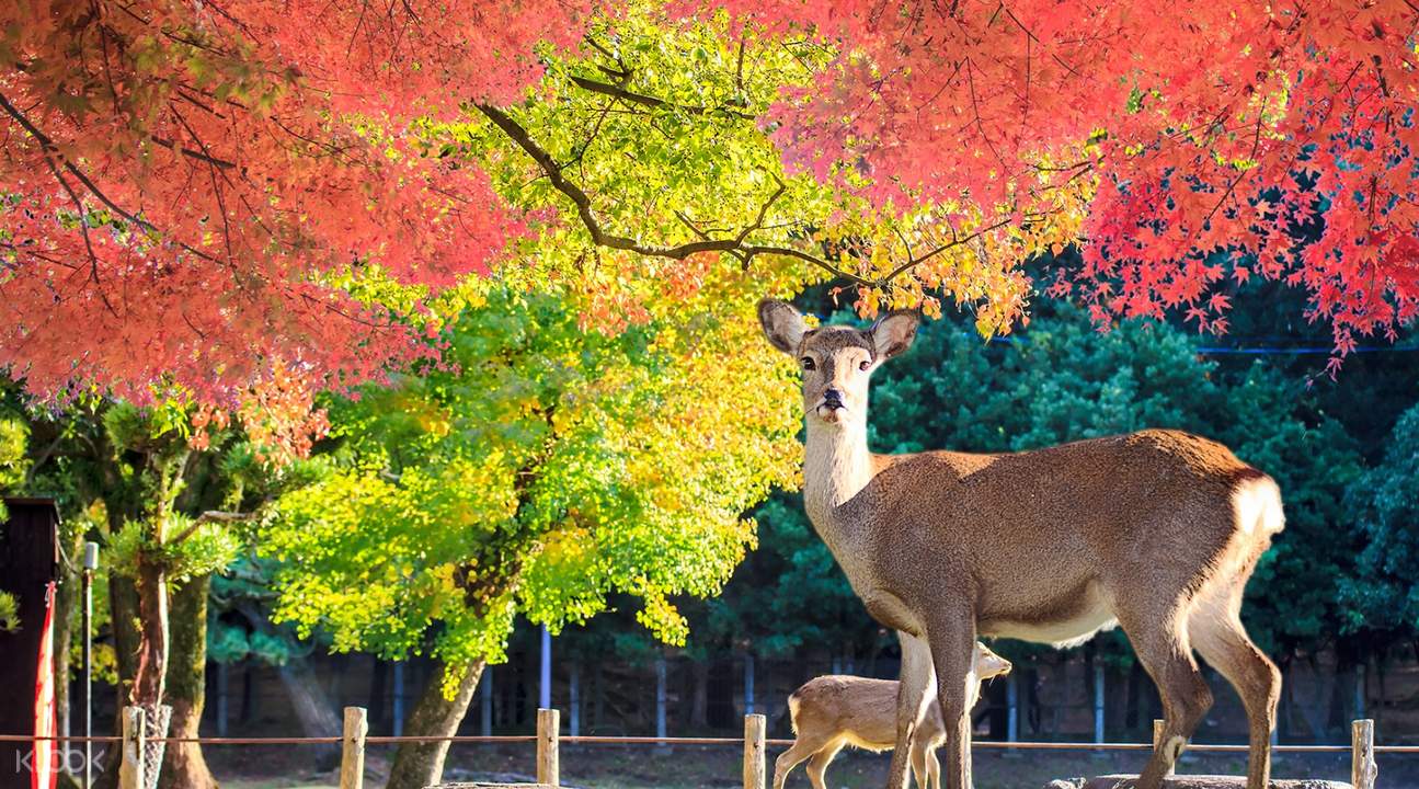 秋季限定 吉野山 奈良神鹿公园 猿泽池 兴福五重塔賞楓一日游 大阪出發 Klook客路中国