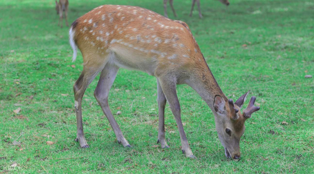 奈良的鹿