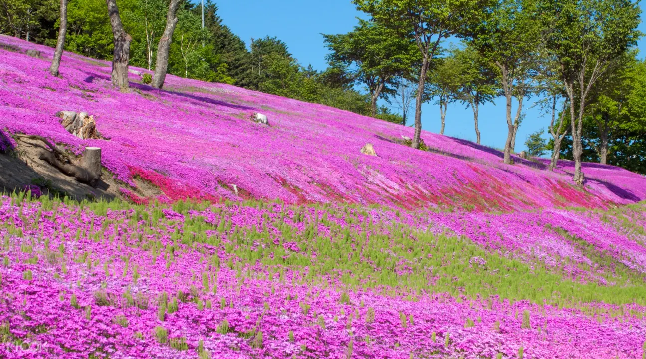 Hokkaido Takinoue Park Kamiyubetsu Tulip Park Tour With Transfers Japan
