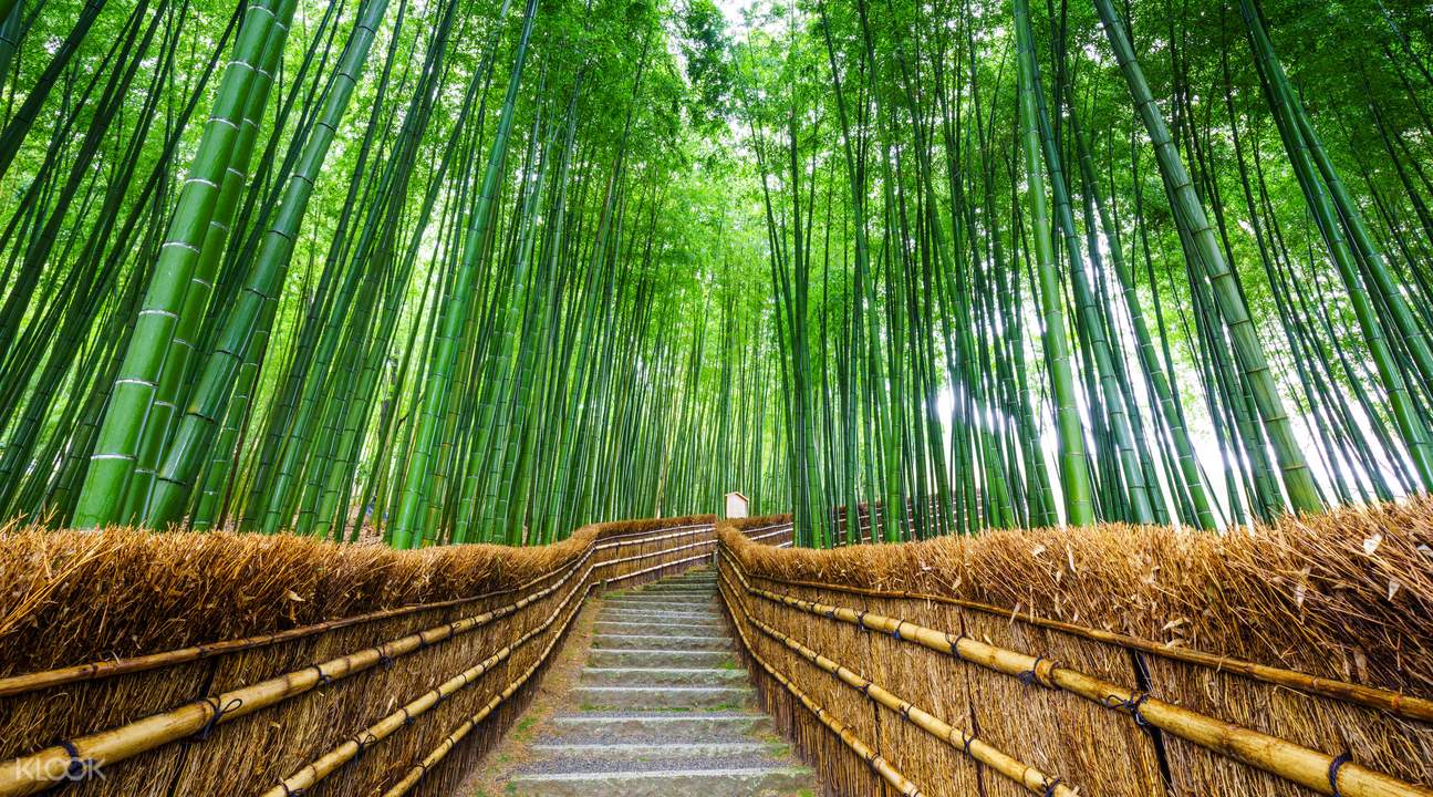 Bamboo Forest in Arashiyama