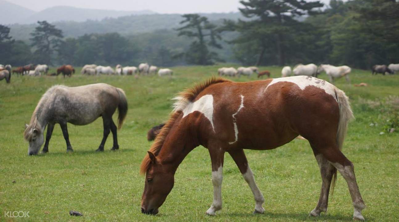 濟州島軛頭騎馬場