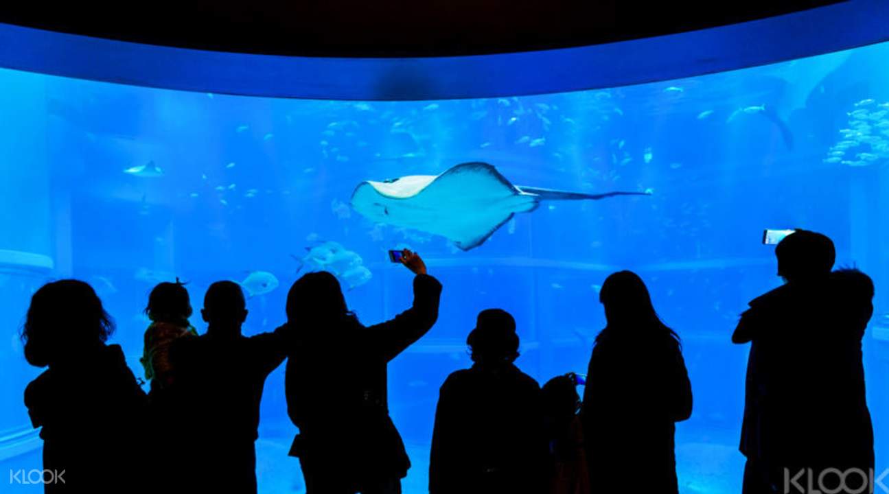 Visit the home of 30,000+ sea animals