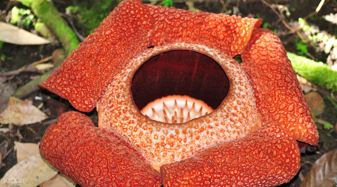 神山公園、波令溫泉