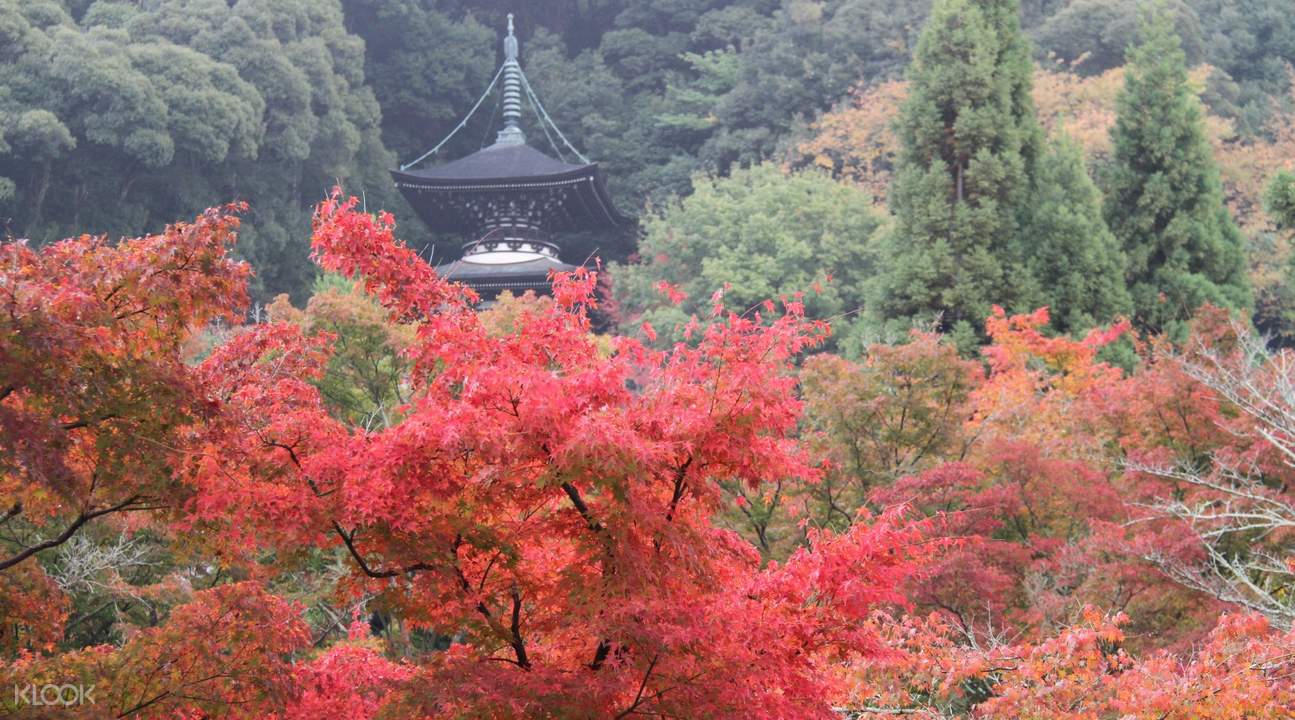 东山秋枫赏落红步行半日游 Klook客路中国 东山秋枫赏落红步行半日游 Klook客路中国