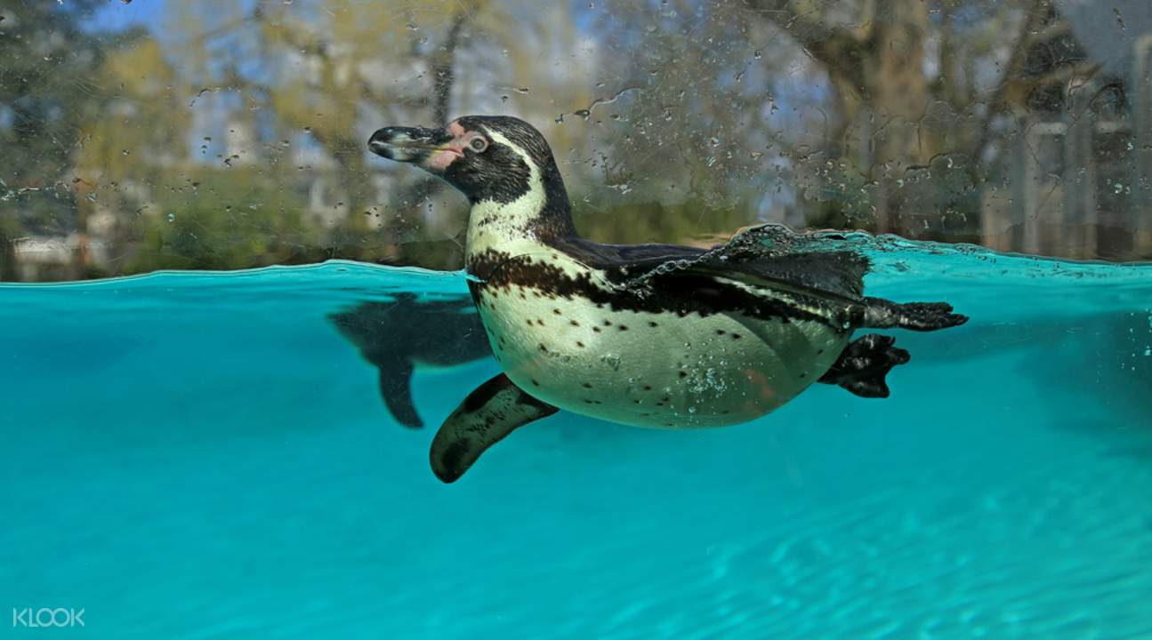 à¸œà¸¥à¸à¸²à¸£à¸„à¹‰à¸™à¸«à¸²à¸£à¸¹à¸›à¸ à¸²à¸žà¸ªà¸³à¸«à¸£à¸±à¸š à¸ªà¸§à¸™à¸ªà¸±à¸•à¸§à¹Œà¸¥à¸­à¸™à¸”à¸­à¸™ Zsl london zoo
