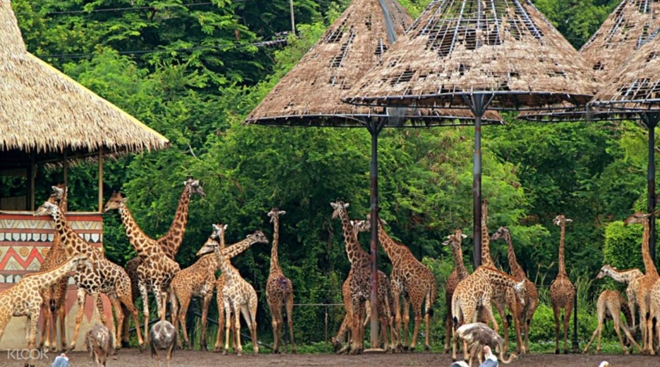 曼谷賽福瑞野生動物園(Safari World)長頸鹿