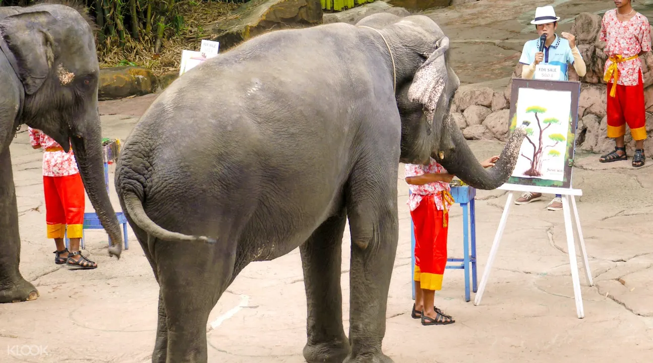 賽佛瑞野生動物園大象畫畫