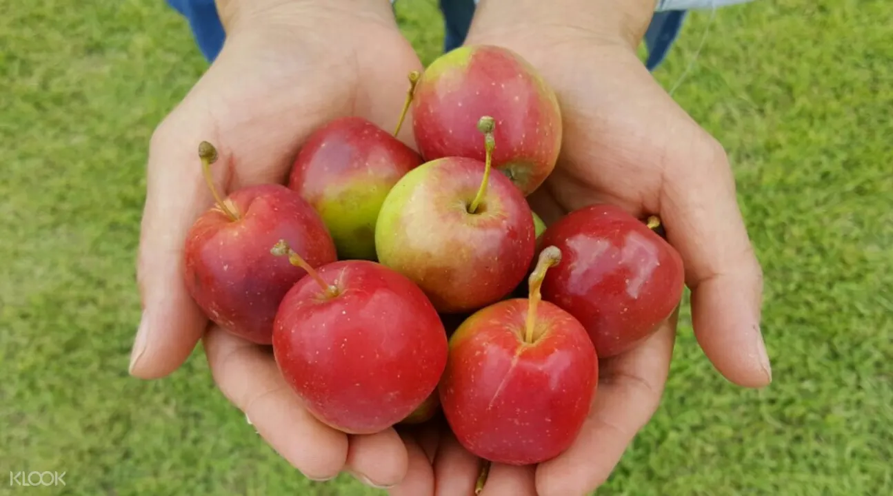 Pocheon Art Valley Mini Apple Picking Herb Island Day Tour From Seoul
