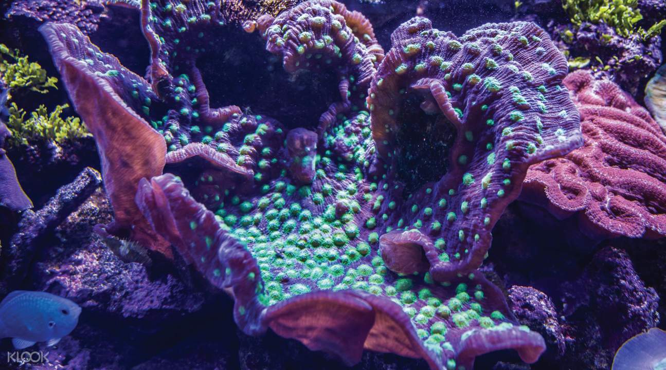 悉尼水族館珊瑚