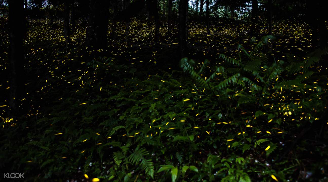 Fireflies Double Wooden Doors cs go skin for apple download