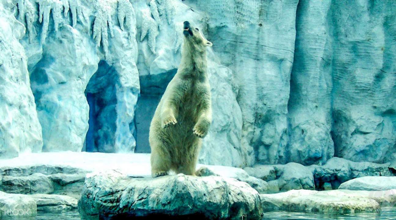 曼谷野生動物園北極熊