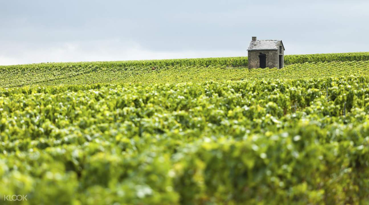 Guided Tour Of The Reims Champagne Region