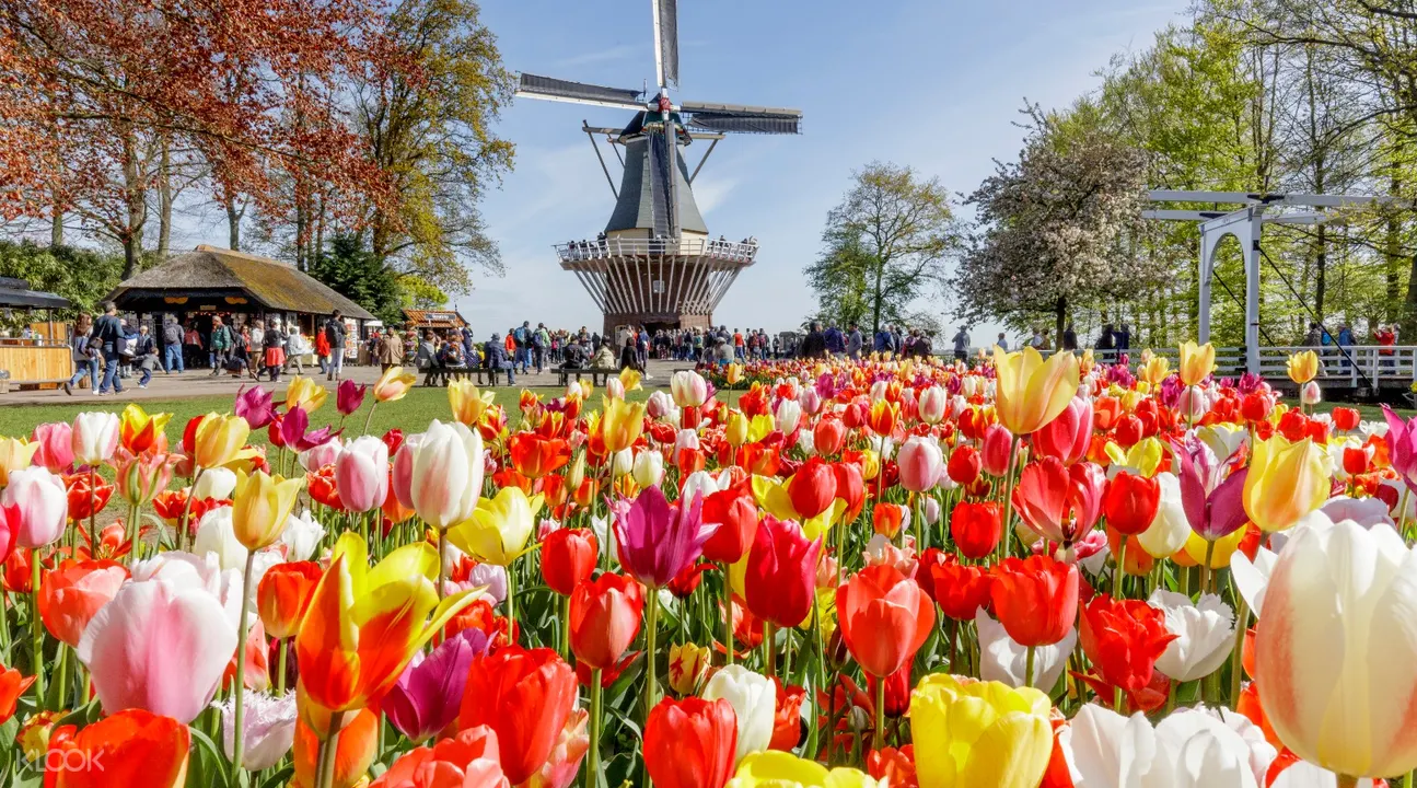 keukenhof flower fields day tour