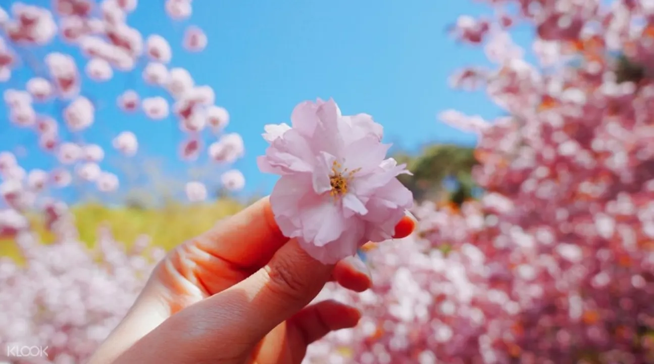 馬耳山八重櫻花
