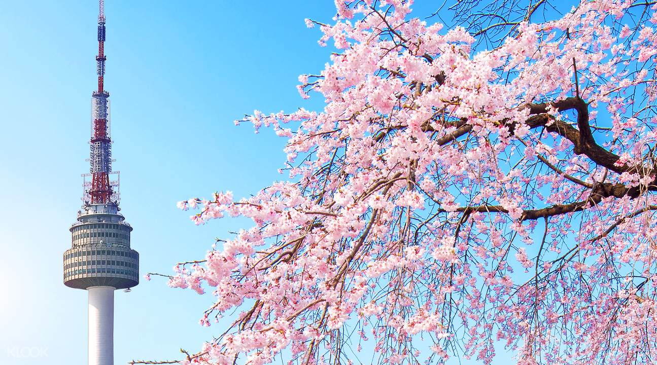 Nature Cherry Blossom Korea Wallpaper
