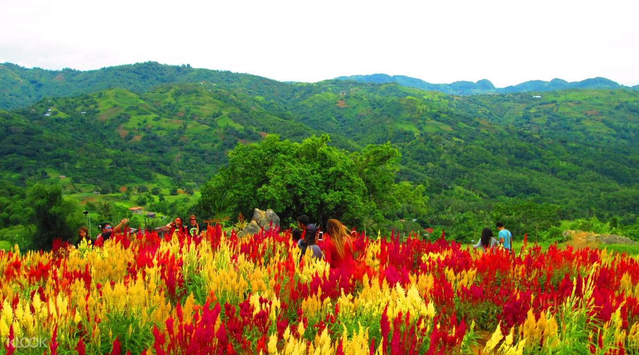 [SALE] Celosia Flower Farm and Jumalon Butterfly Sanctuary