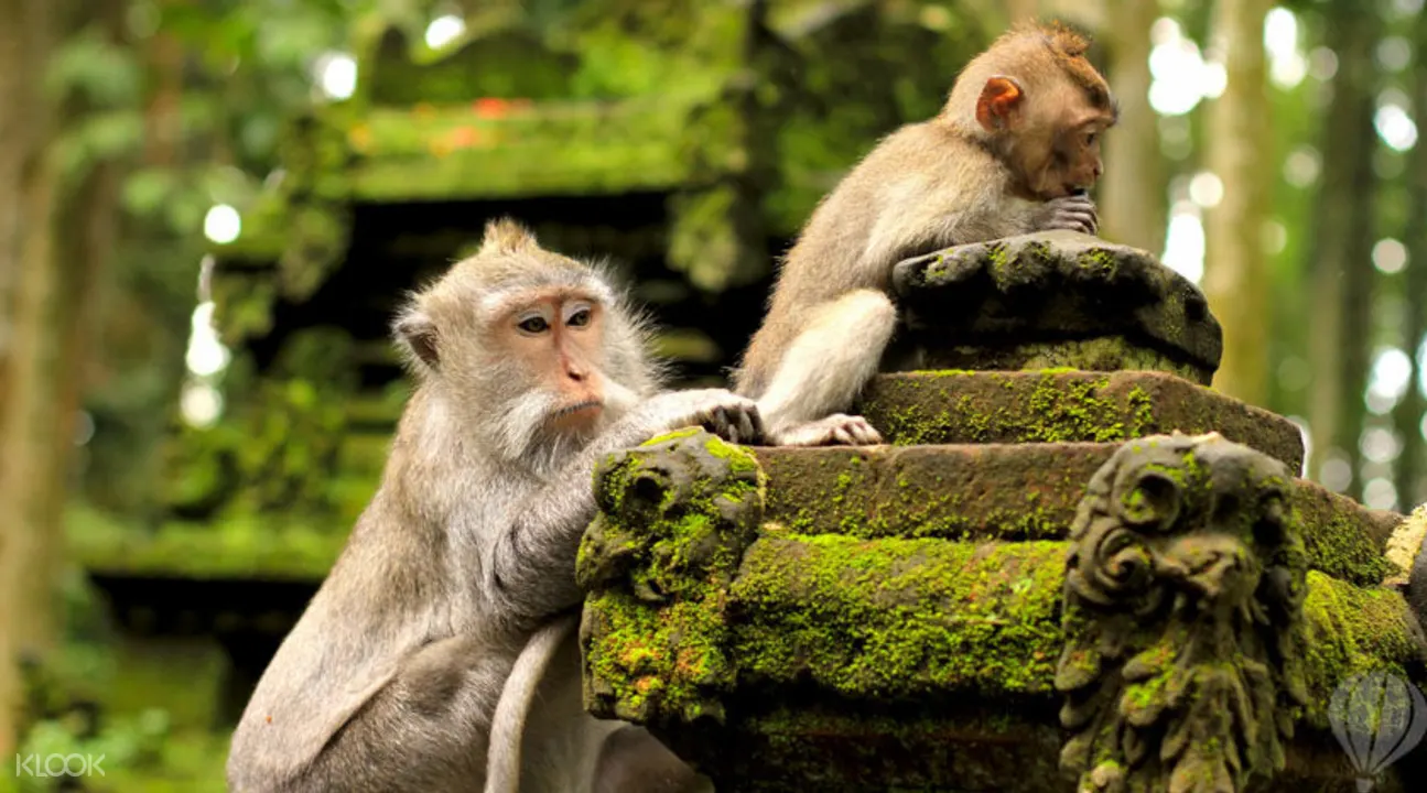 Sangeh Monkey forest Bali