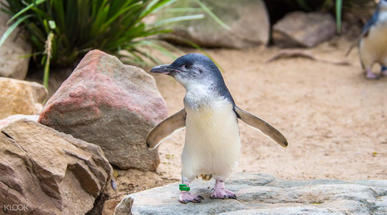 費瑟戴爾野生動物園企鵝