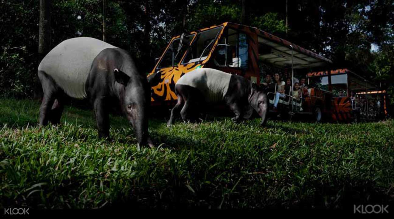 Night safari admission time slots televiseur geant casino