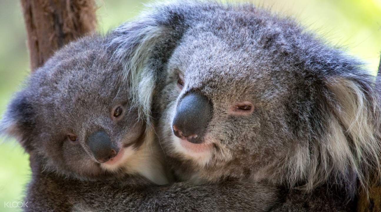 koalas in melbourne