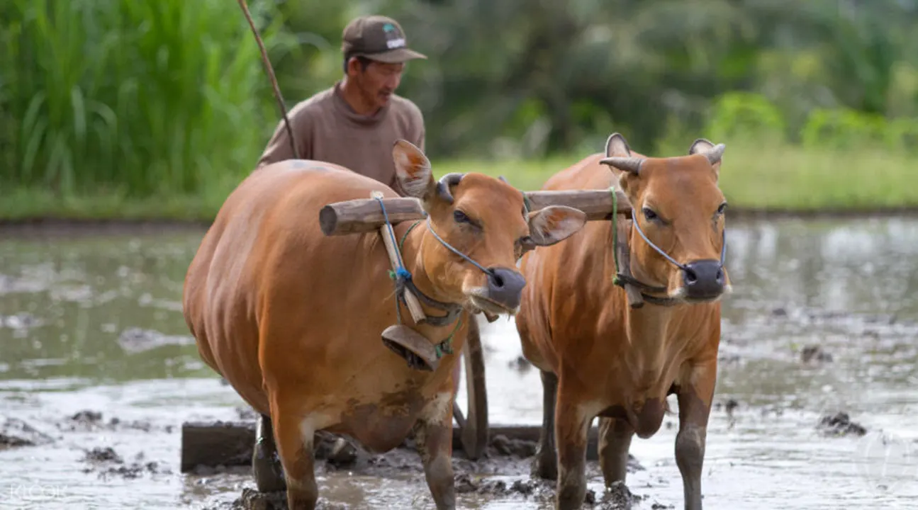 Bali farm tour